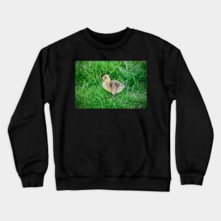 Chick / Swiss Artwork Photography Crewneck Sweatshirt